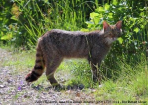 incontro gatto selvatico_museo storia naturale venezia