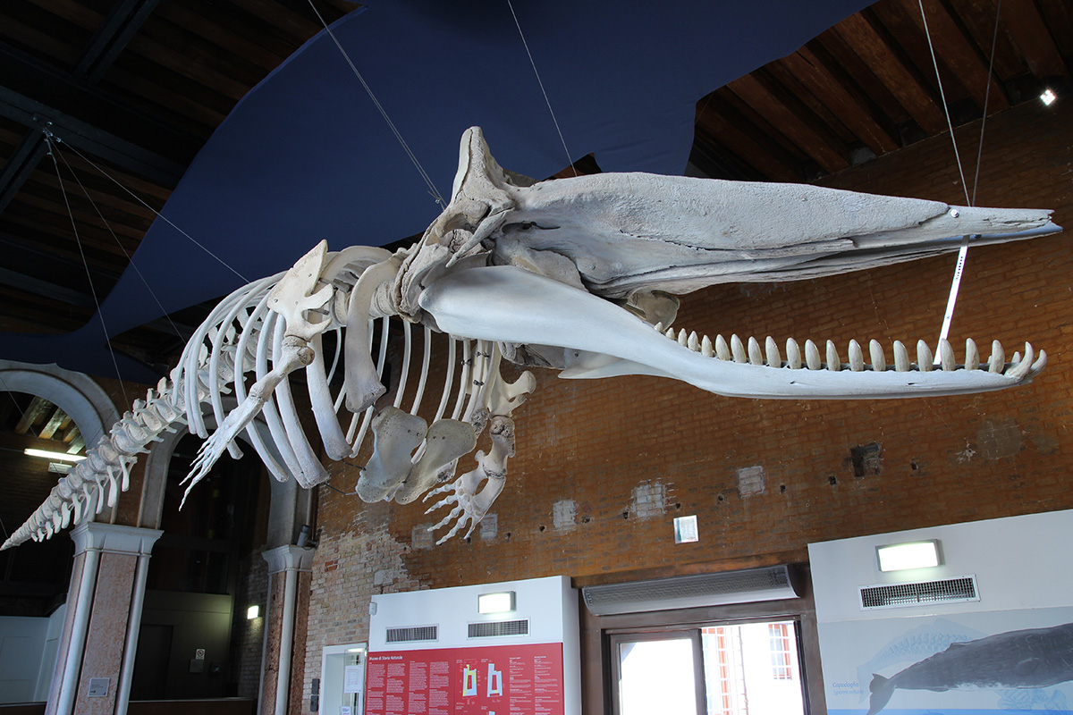 Sperm whale skeleton