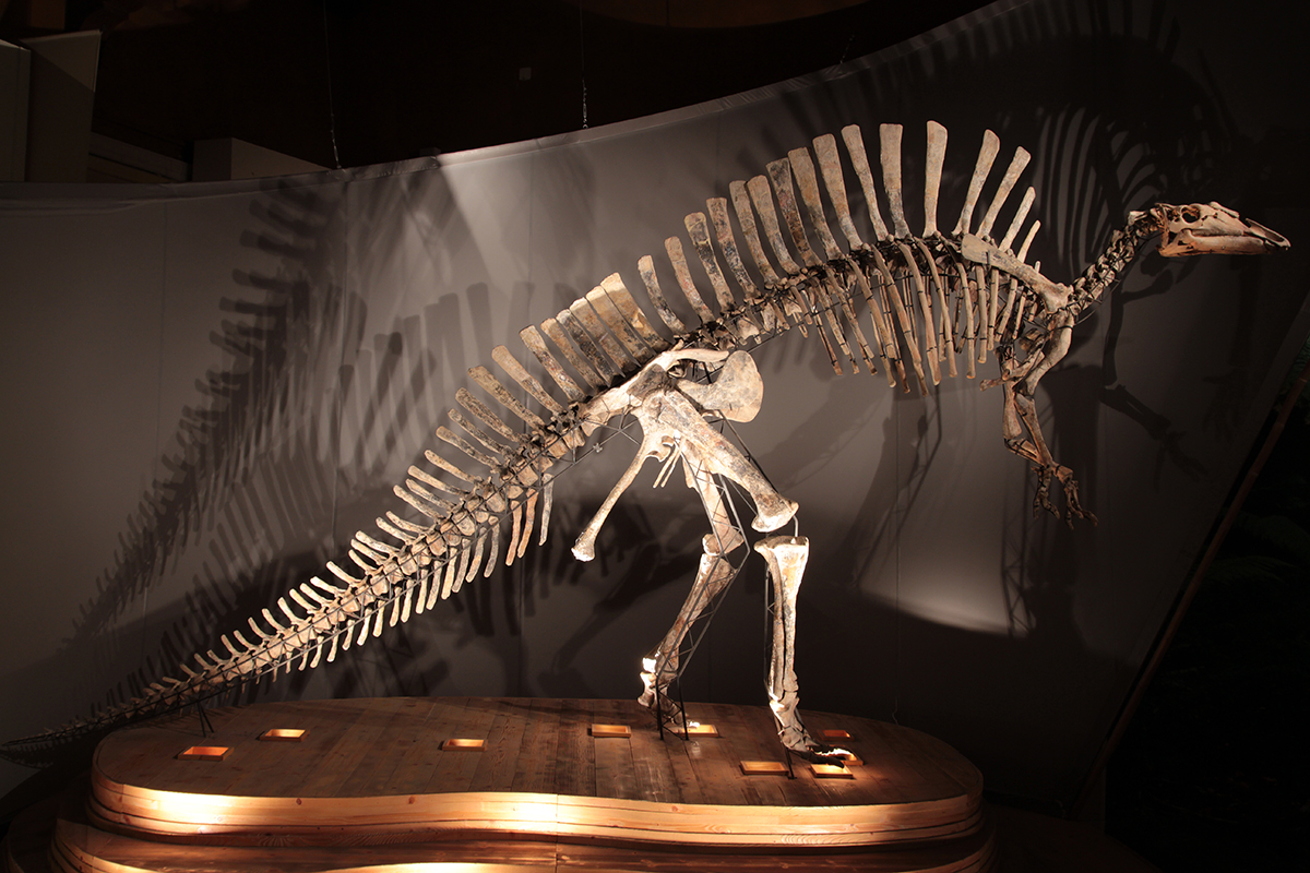 Scheletro di Ouranosauro