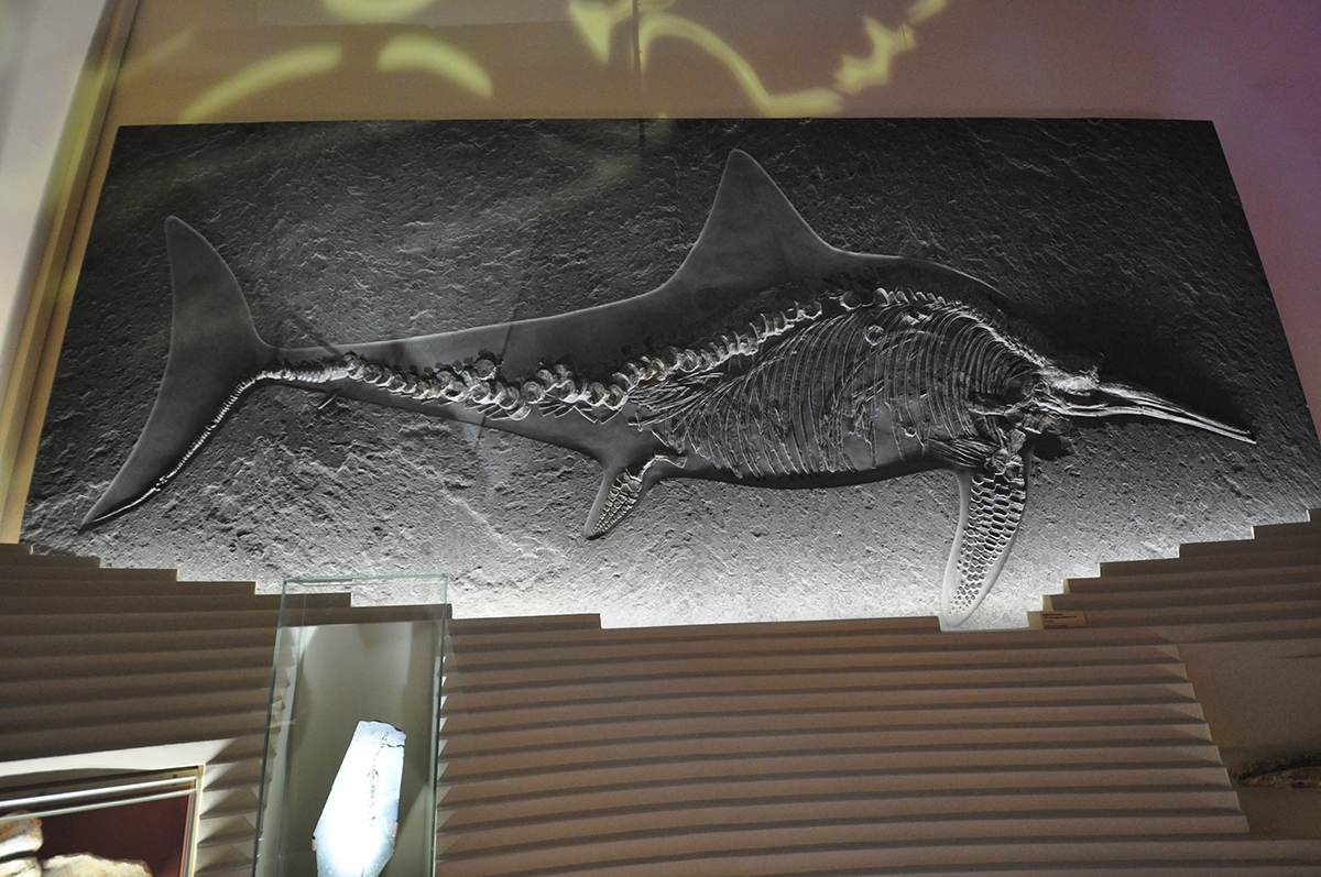 Holzmaden ichthyosaur