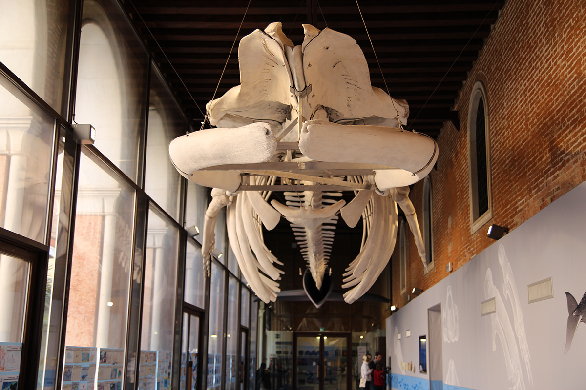 Fin whale