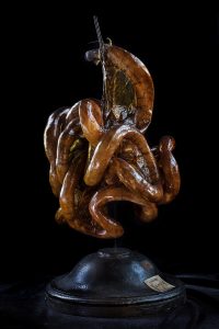 Pezzo della collezione di anatomia comparata