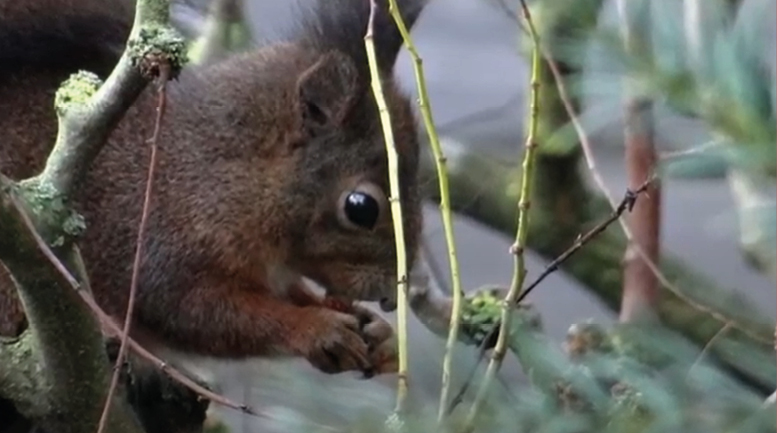 Copertina video Lo scoiattolo a Mestre