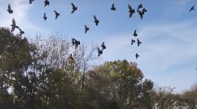 Copertina video Uccelli di città