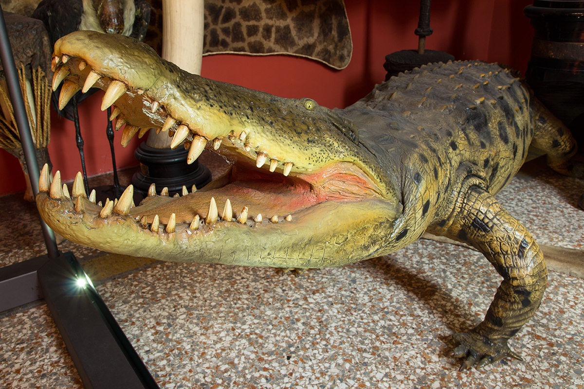 Coccodrillo del Nilo